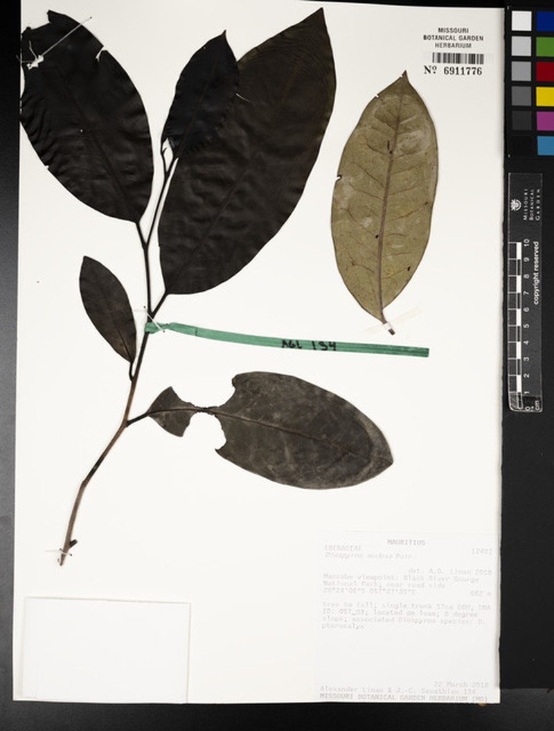 Diospyros nodosa photo 2