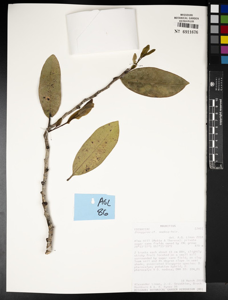 Diospyros nodosa photo 3