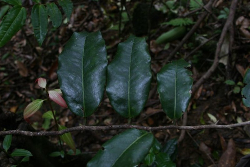 Diospyros nodosa photo 5