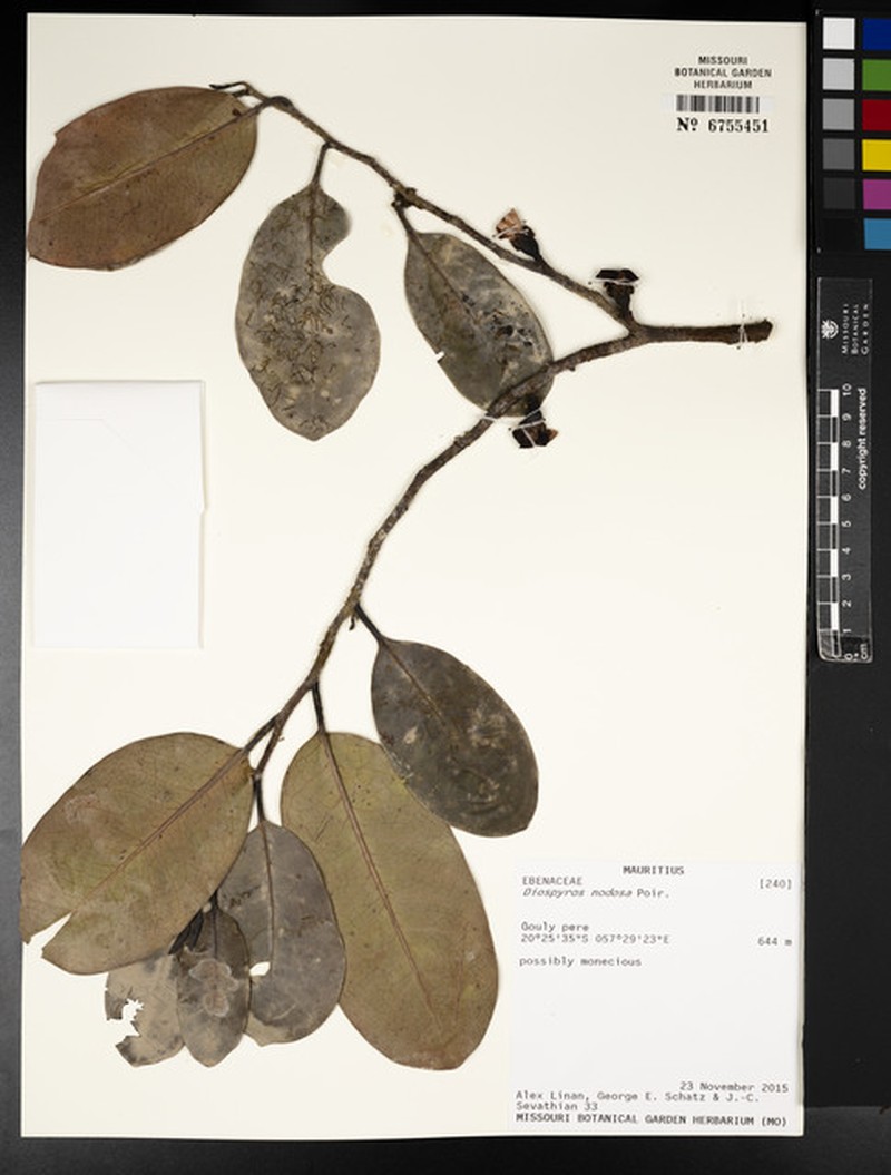 Diospyros nodosa photo 6