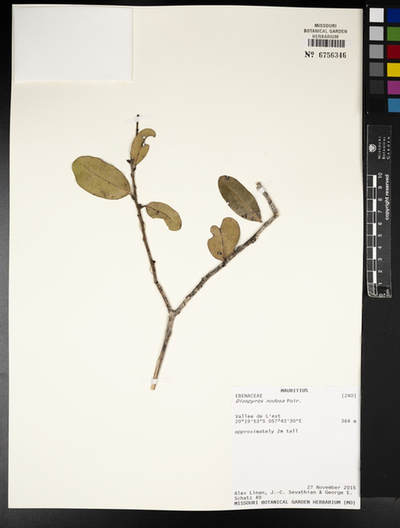 Diospyros nodosa photo 7
