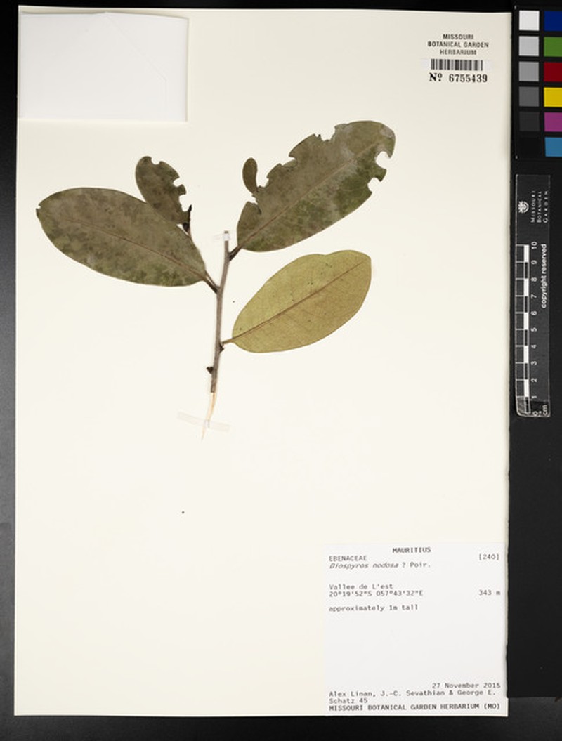 Diospyros nodosa photo 8