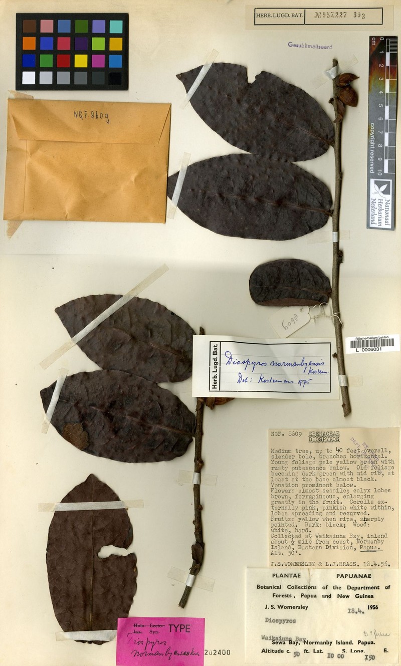 Diospyros normanbyensis