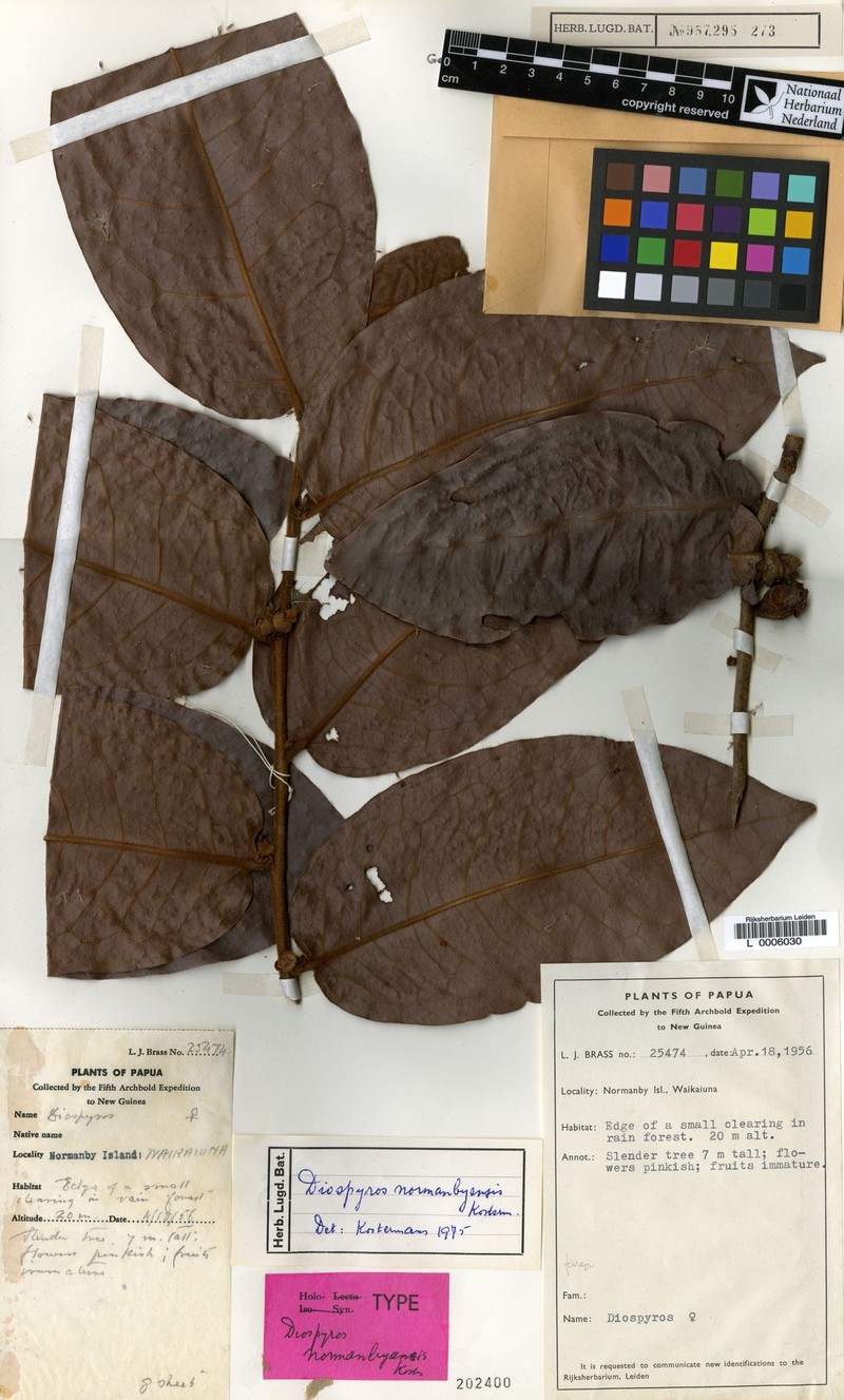 Diospyros normanbyensis photo 2