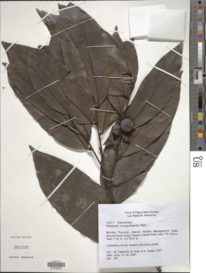 Diospyros novoguineensis