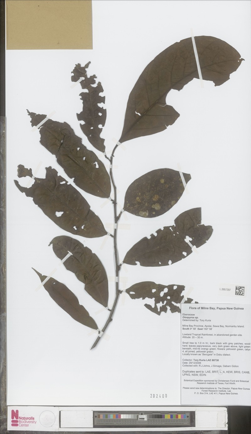 Diospyros novoguineensis photo 2