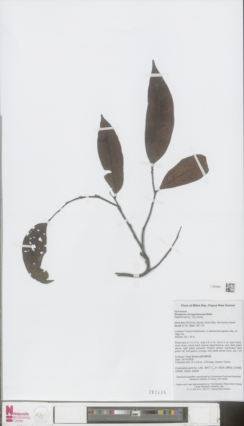 Diospyros novoguineensis photo 3