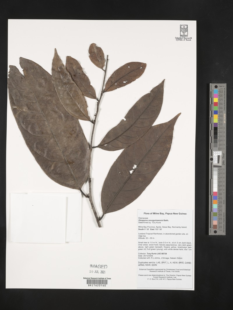 Diospyros novoguineensis photo 4