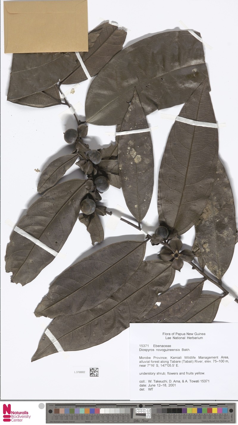 Diospyros novoguineensis photo 5
