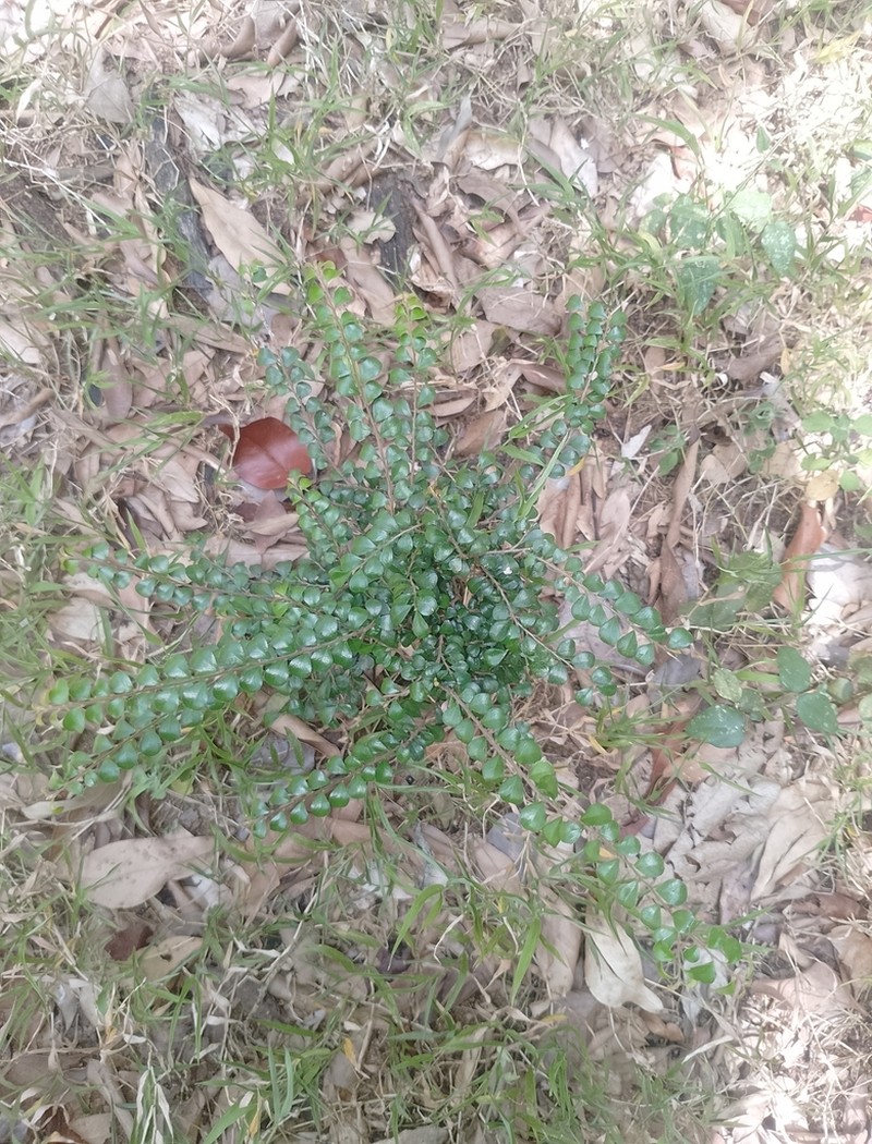 Diospyros nummulariifolia