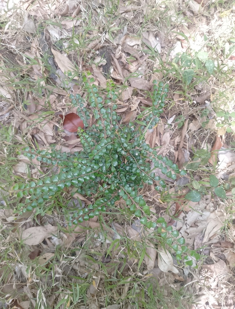 Diospyros nummulariifolia photo 3