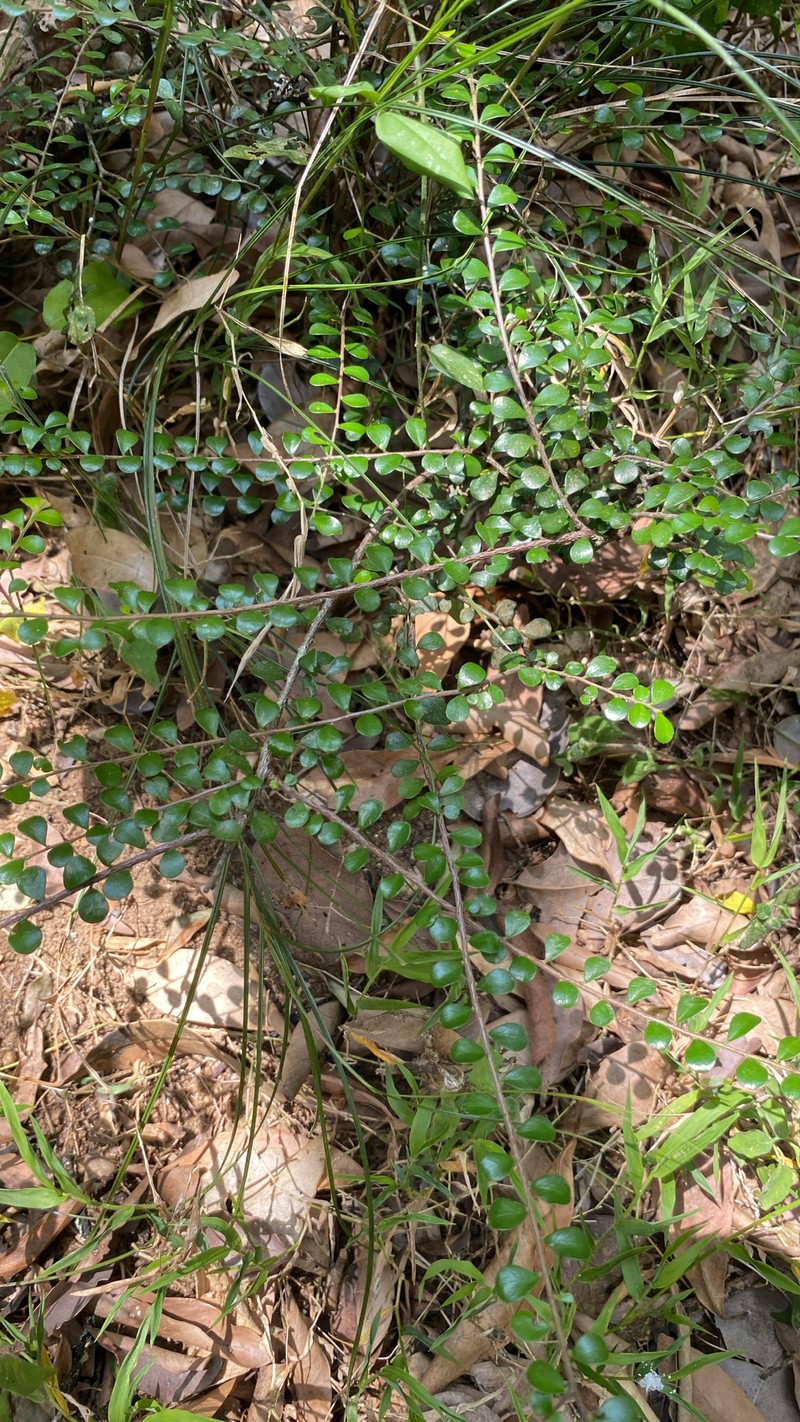 Diospyros nummulariifolia photo 4