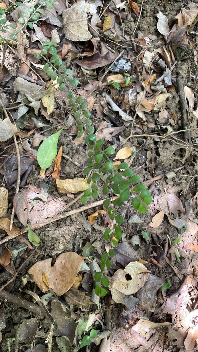 Diospyros nummulariifolia photo 5