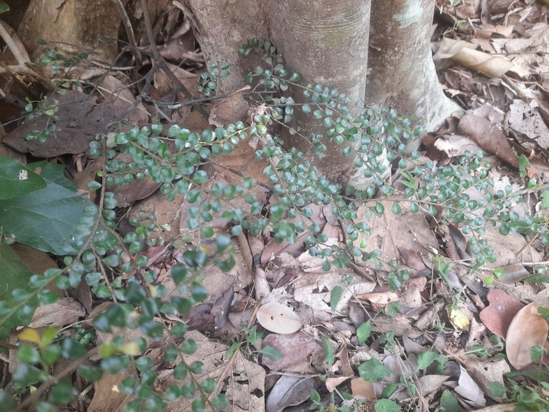 Diospyros nummulariifolia photo 6