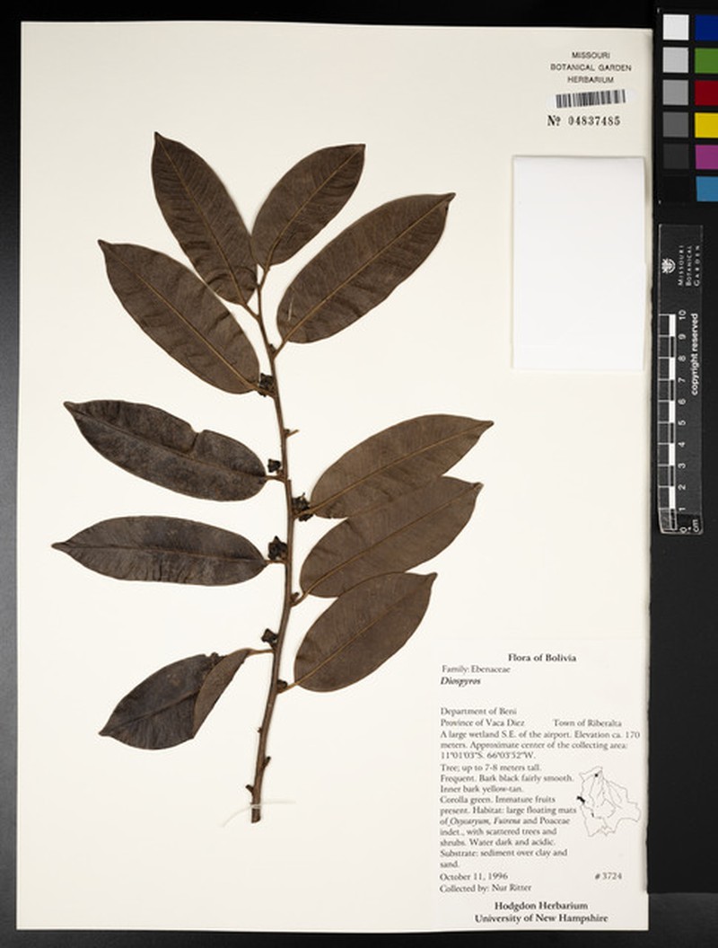 Diospyros nur