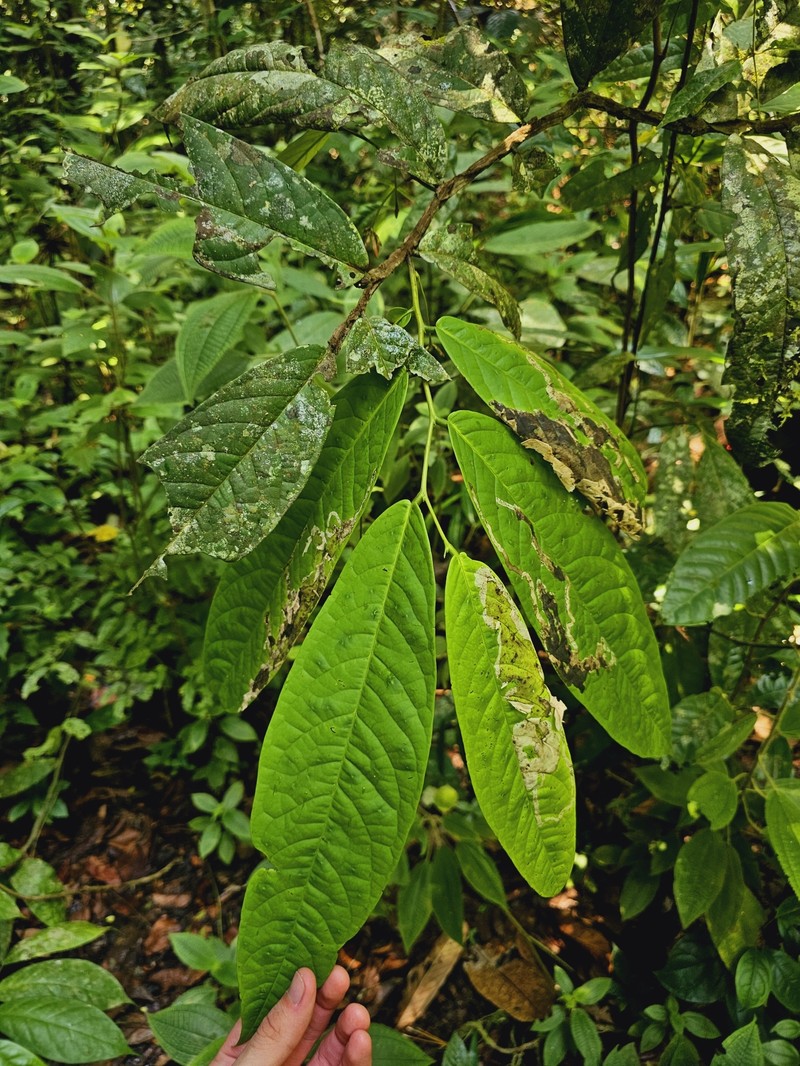 Diospyros nutans photo 2