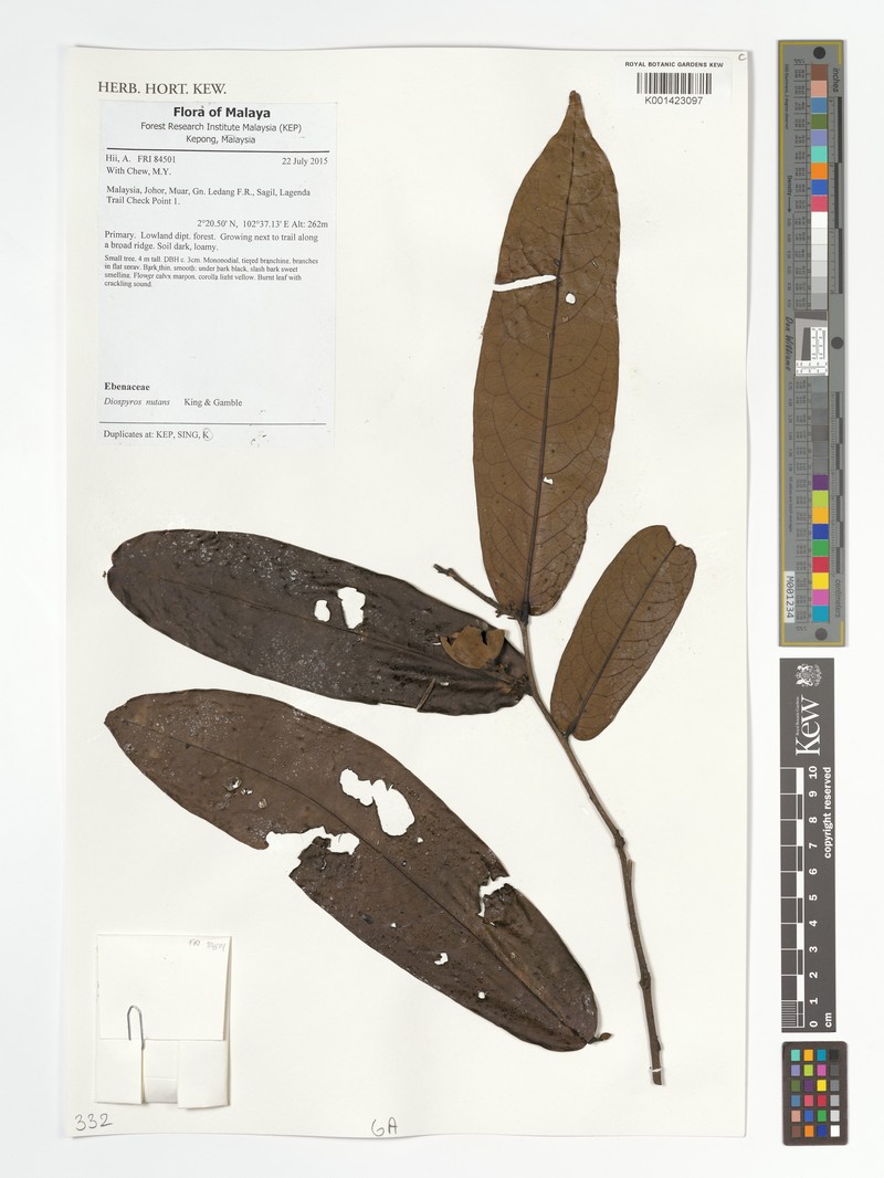 Diospyros nutans photo 3