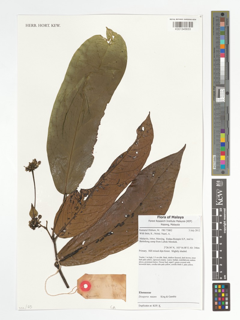 Diospyros nutans photo 4