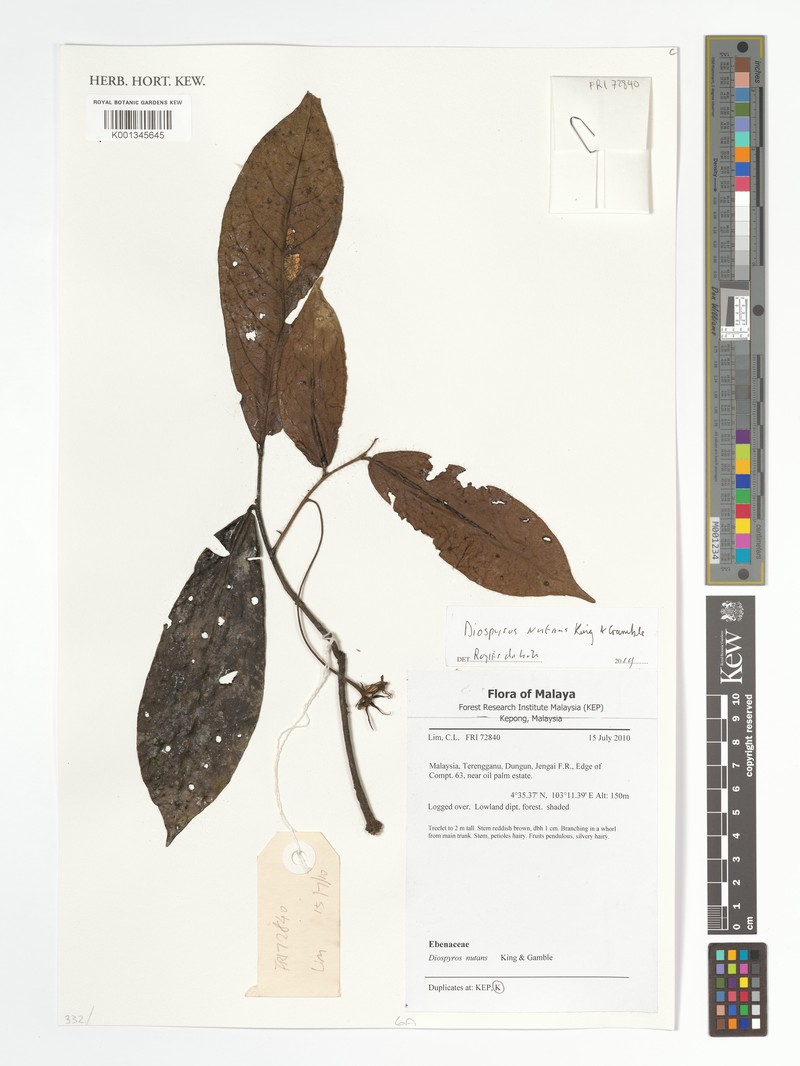 Diospyros nutans photo 5
