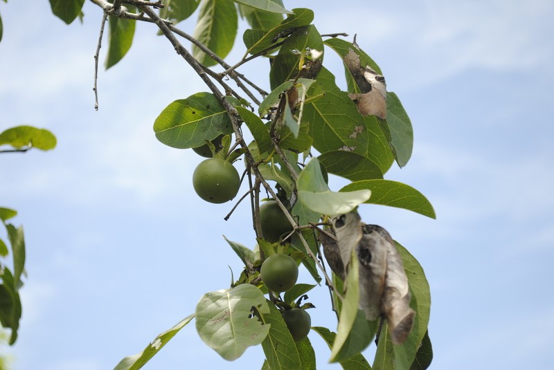 Diospyros oaxacana photo 2