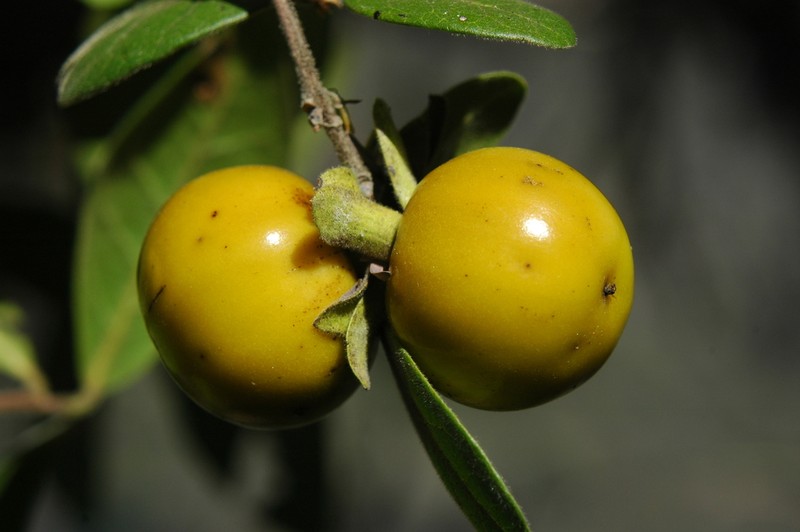 Diospyros oaxacana photo 3