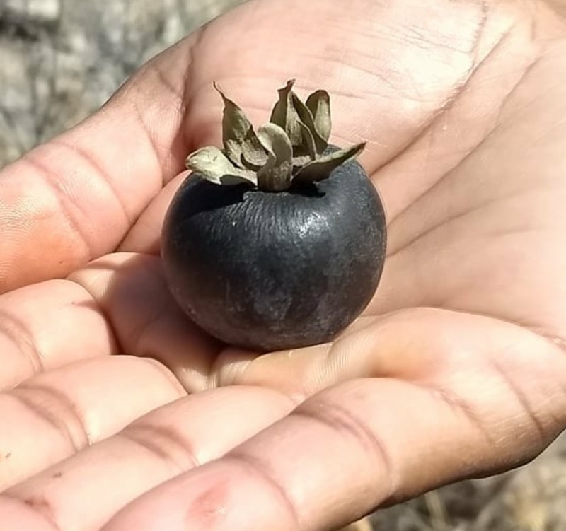 Diospyros oaxacana photo 4