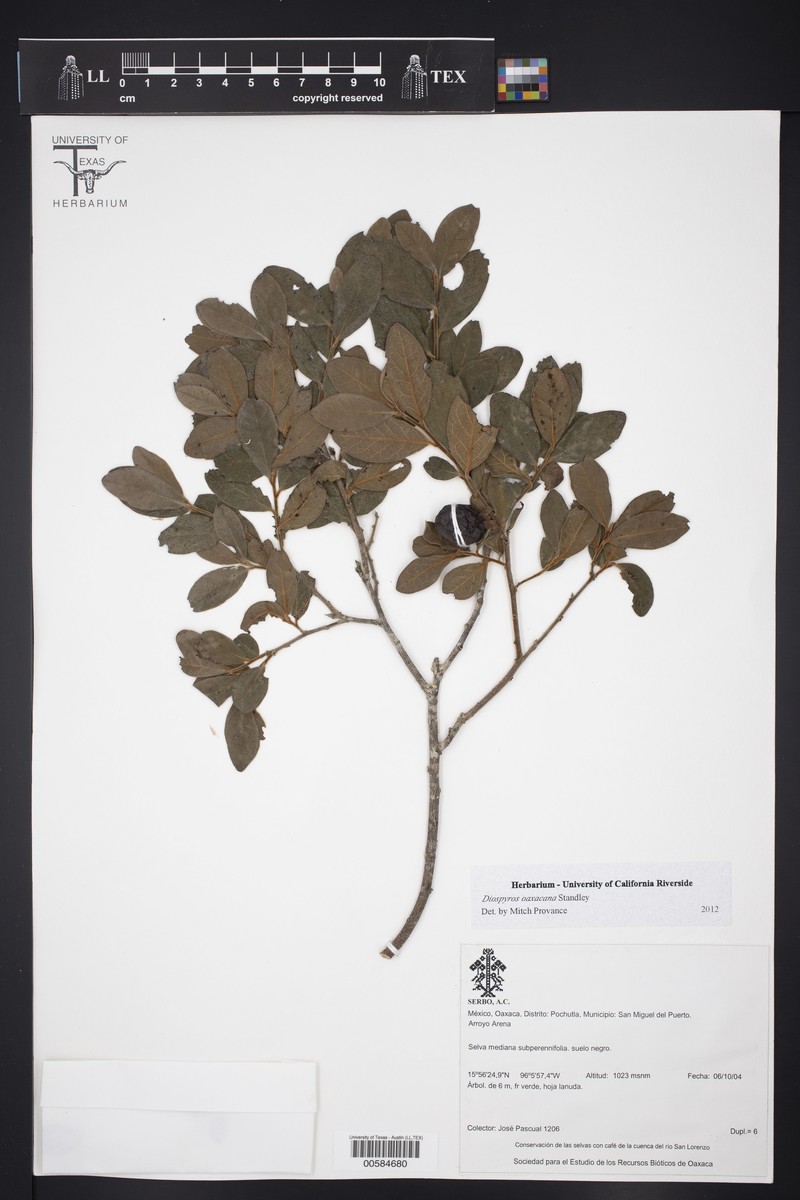 Diospyros oaxacana photo 5