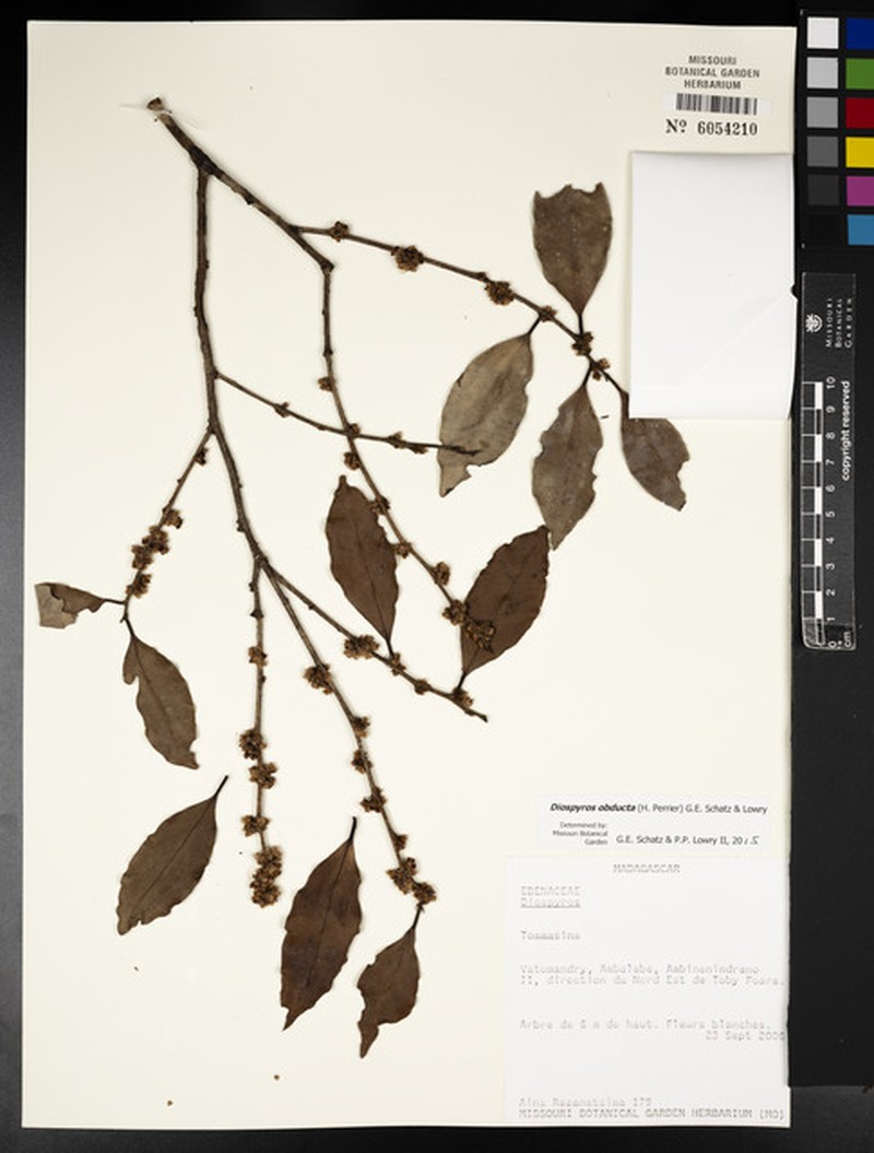 Diospyros obducta