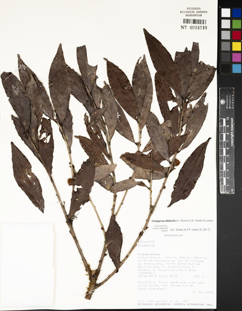 Diospyros obducta photo 2