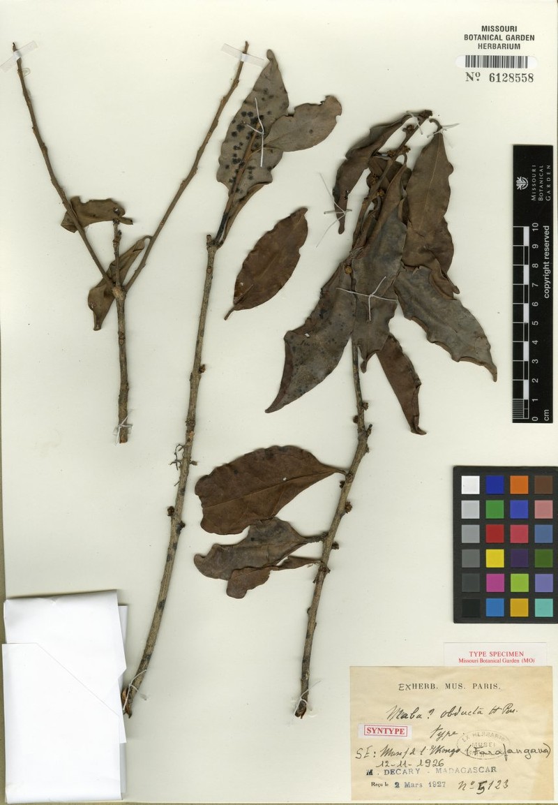 Diospyros obducta photo 3