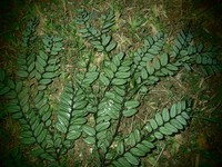 Diospyros obliquifolia