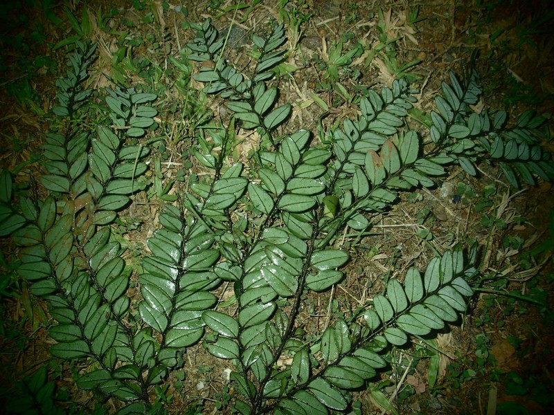 Diospyros obliquifolia