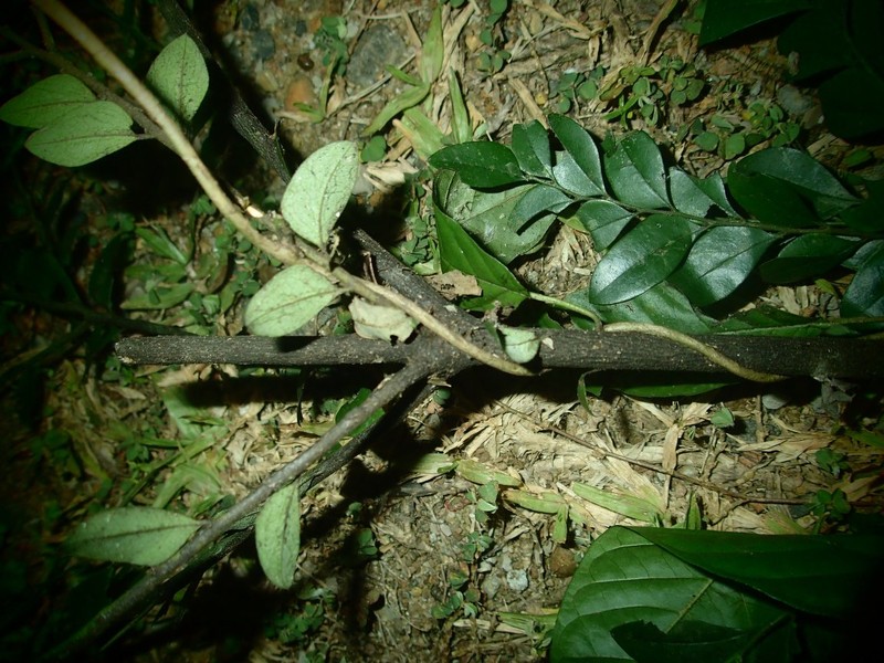 Diospyros obliquifolia photo 2