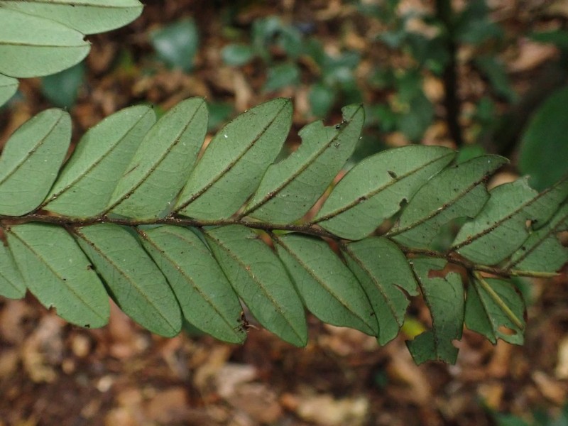 Diospyros obliquifolia photo 3