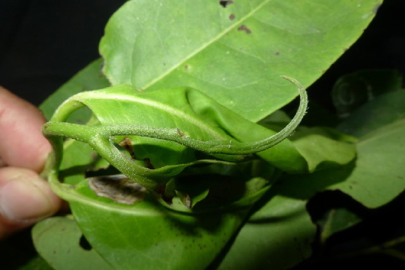 Diospyros oblonga