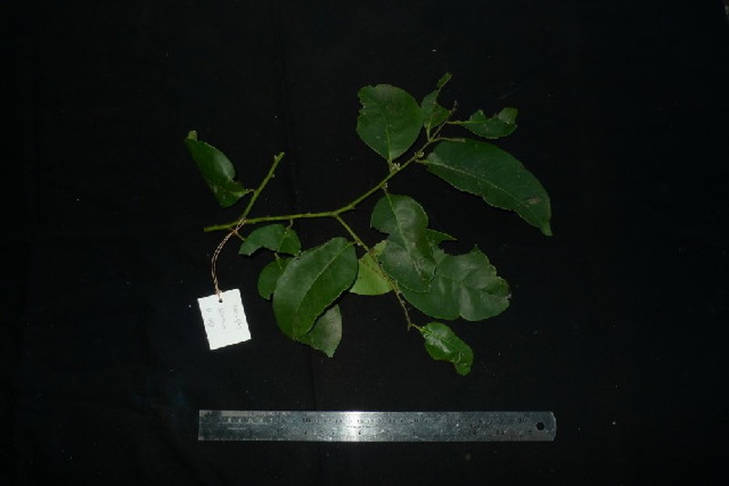 Diospyros oblonga photo 2
