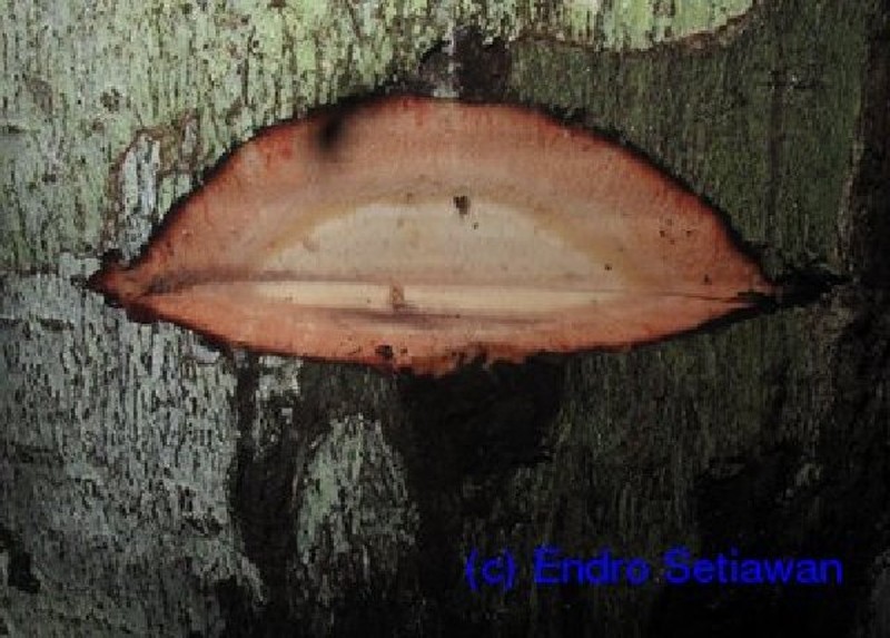 Diospyros oblonga photo 3