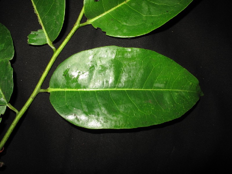 Diospyros oblonga photo 4