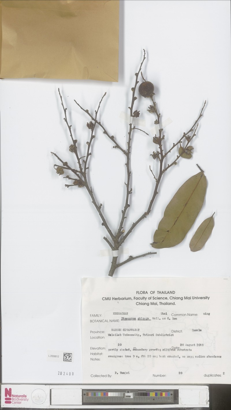 Diospyros oblonga photo 5