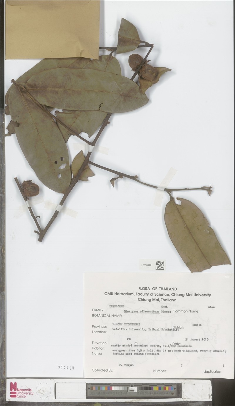 Diospyros oblonga photo 6