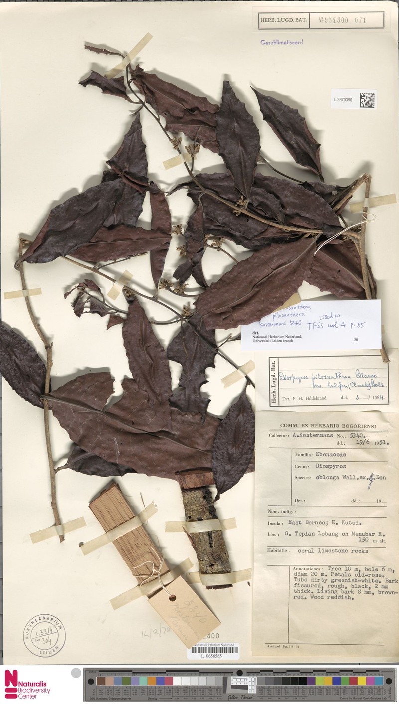 Diospyros oblonga var. helferi photo 3
