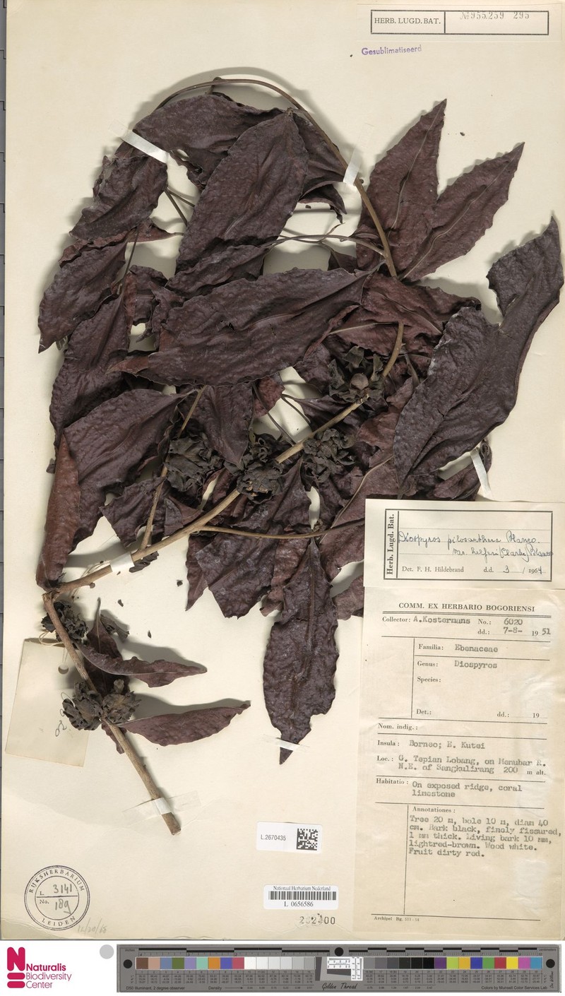 Diospyros oblonga var. helferi photo 4