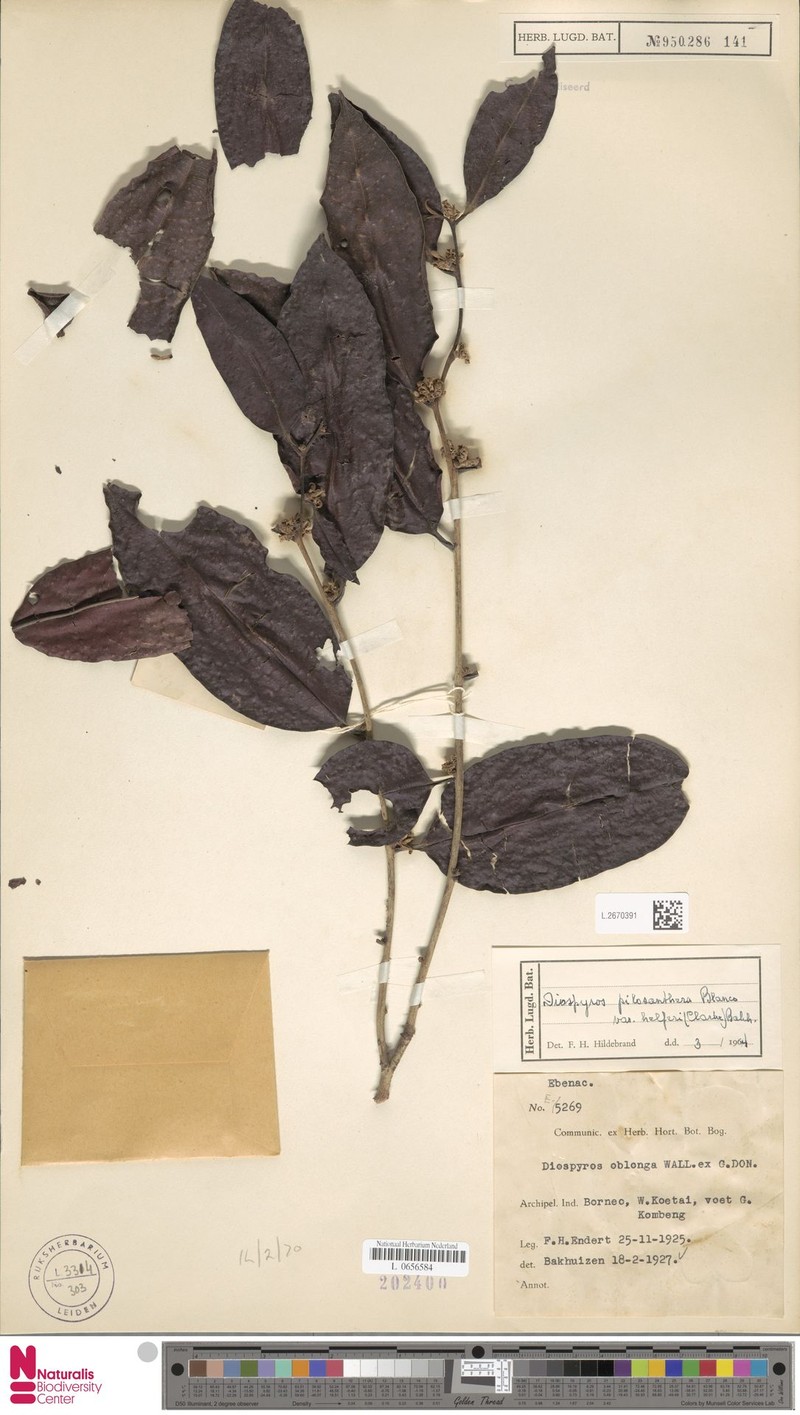 Diospyros oblonga var. helferi photo 5