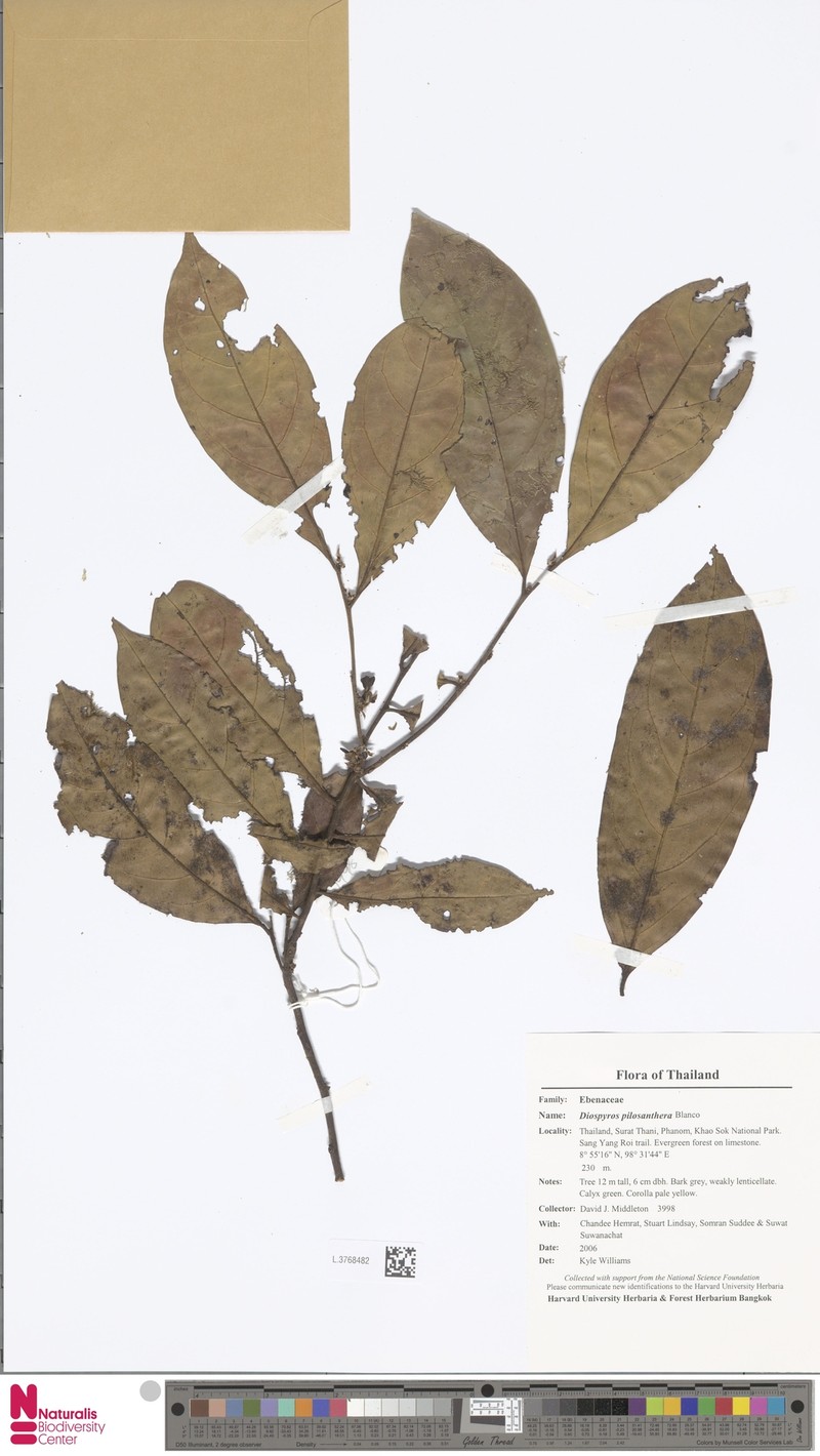 Diospyros oblonga var. oblonga photo 6