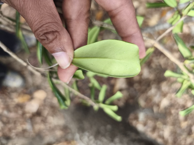 Diospyros obscurinerva