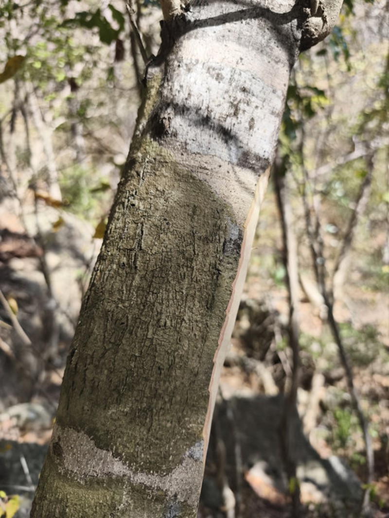Diospyros obscurinerva photo 2