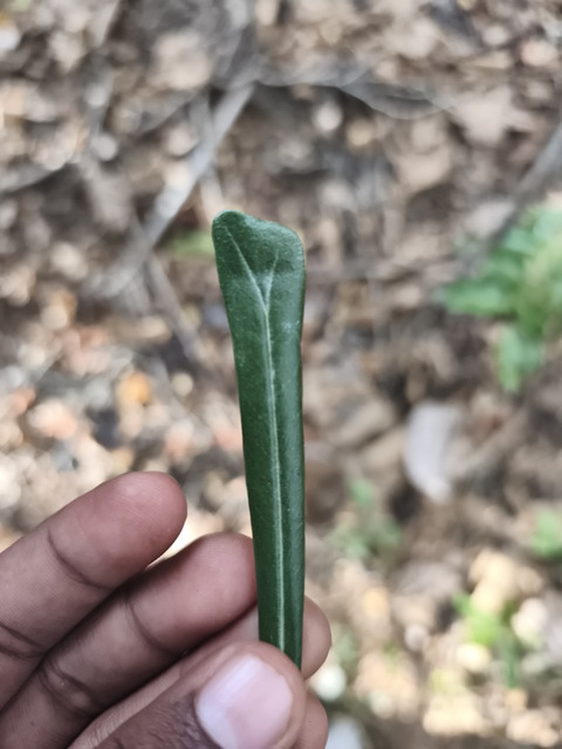Diospyros obscurinerva photo 3