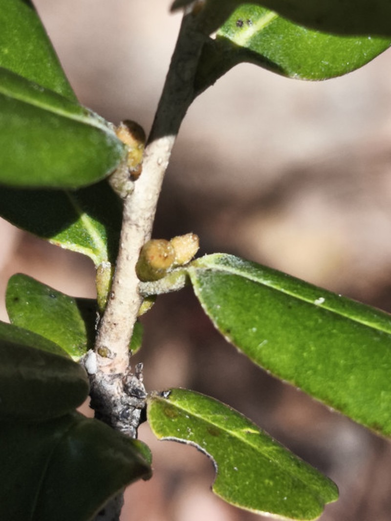 Diospyros obscurinerva photo 4