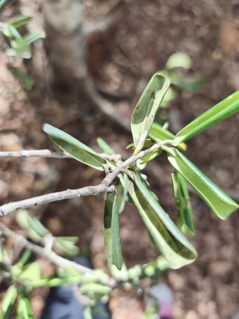 Diospyros obscurinerva photo 5