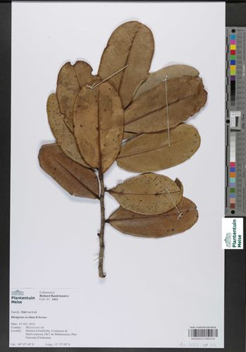 Diospyros occlusa